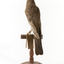 Ring Ouzel standing on wooden perch facing forward