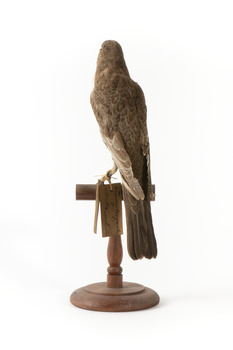 Ring Ouzel standing on wooden perch facing forward