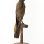 Ring Ouzel standing on wooden perch facing forward