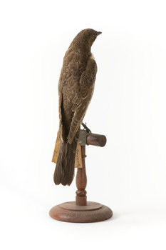 Ring Ouzel standing on wooden perch facing forward