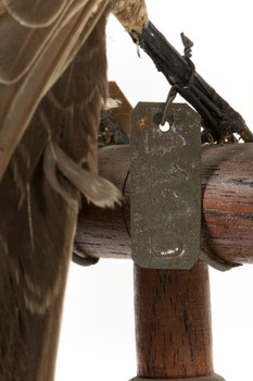 Ring Ouzel standing on wooden perch facing forward