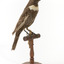 Ring Ouzel standing on wooden perch facing forward