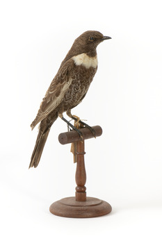 Ring Ouzel standing on wooden perch facing forward