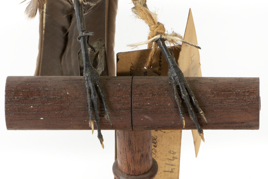 Ring Ouzel standing on wooden perch facing forward