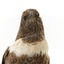 Ring Ouzel standing on wooden perch facing forward
