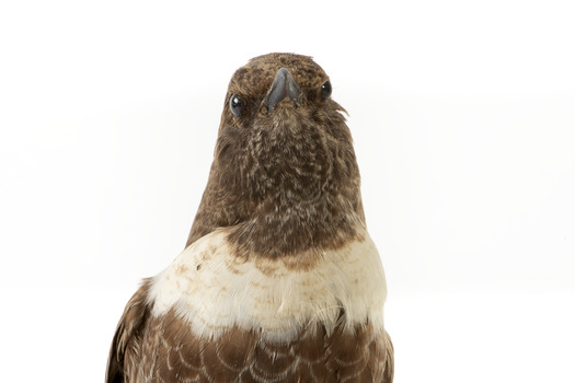 Ring Ouzel standing on wooden perch facing forward