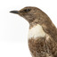 Ring Ouzel standing on wooden perch facing forward