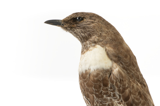Ring Ouzel standing on wooden perch facing forward