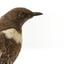 Ring Ouzel standing on wooden perch facing forward