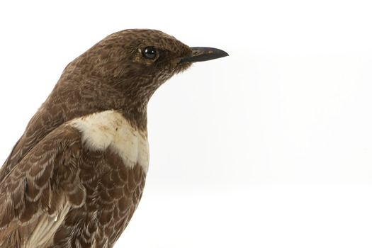 Ring Ouzel standing on wooden perch facing forward