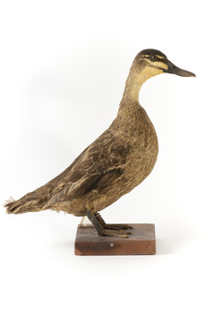 Pacific Black Duck standing on wooden mount looking forwards 