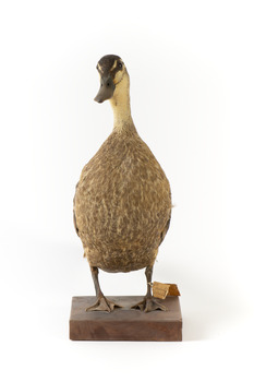 Pacific Black Duck standing on wooden mount looking forwards 