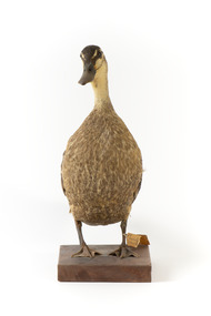 Pacific Black Duck standing on wooden mount looking forwards 