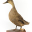 Pacific Black Duck standing on wooden mount looking forwards 