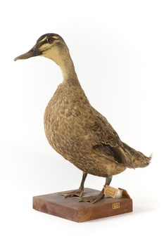 Pacific Black Duck standing on wooden mount looking forwards 