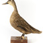 Pacific Black Duck standing on wooden mount looking forwards 