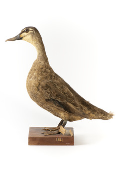 Pacific Black Duck standing on wooden mount looking forwards 