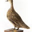 Pacific Black Duck standing on wooden mount looking forwards 