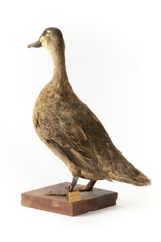 Pacific Black Duck standing on wooden mount looking forwards 