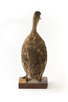 Pacific Black Duck standing on wooden mount looking forwards 