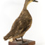 Pacific Black Duck standing on wooden mount looking forwards 