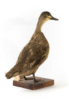 Pacific Black Duck standing on wooden mount looking forwards 