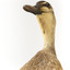 Pacific Black Duck standing on wooden mount looking forwards 