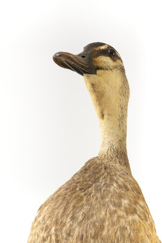 Pacific Black Duck standing on wooden mount looking forwards 