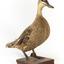 Pacific Black Duck standing on wooden mount looking forwards 