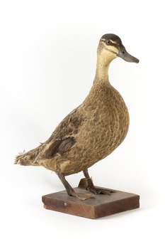 Pacific Black Duck standing on wooden mount looking forwards 