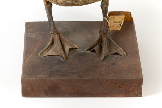 Pacific Black Duck standing on wooden mount looking forwards 