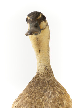 Pacific Black Duck standing on wooden mount looking forwards 