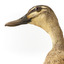 Pacific Black Duck standing on wooden mount looking forwards 