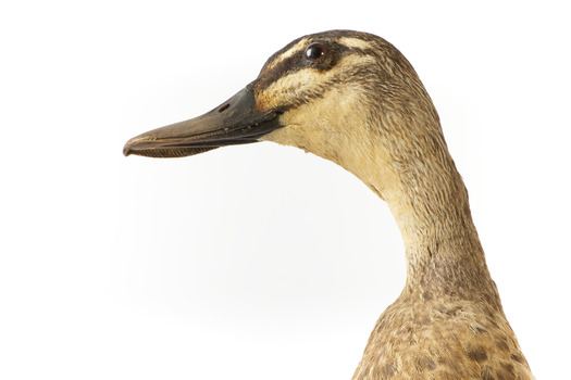 Pacific Black Duck standing on wooden mount looking forwards 