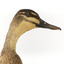 Pacific Black Duck standing on wooden mount looking forwards 