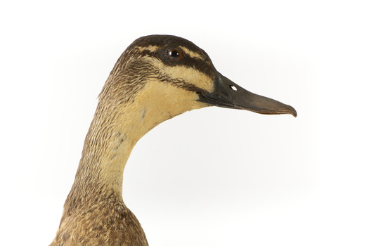 Pacific Black Duck standing on wooden mount looking forwards 