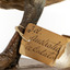 Pacific Black Duck standing on wooden mount looking forwards 
