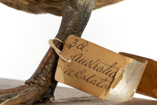 Pacific Black Duck standing on wooden mount looking forwards 