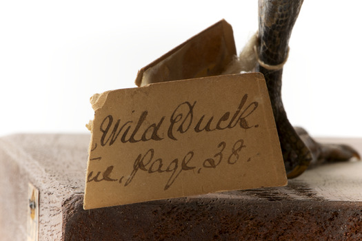 Pacific Black Duck standing on wooden mount looking forwards 