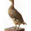 Hardhead standing on wooden mount looking forward