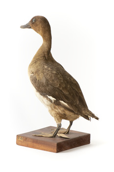 Hardhead standing on wooden mount looking forward