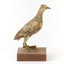 Buff-Banded Rail bird standing on a wooden platform facing forward