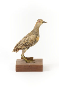 Buff-Banded Rail bird standing on a wooden platform facing forward