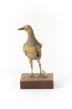 Buff-Banded Rail bird standing on a wooden platform facing forward