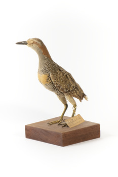 Buff-Banded Rail bird standing on a wooden platform facing forward