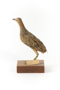 Buff-Banded Rail bird standing on a wooden platform facing forward