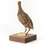 Buff-Banded Rail bird standing on a wooden platform facing forward