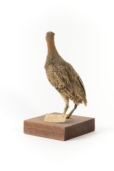 Buff-Banded Rail bird standing on a wooden platform facing forward
