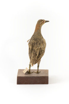 Buff-Banded Rail bird standing on a wooden platform facing forward