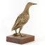 Buff-Banded Rail bird standing on a wooden platform facing forward